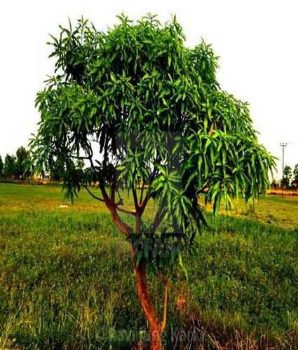 Well Watered Mango Plant, 7 To 11 Feet Height Fully Grown, Green Color Shelf Life: Long Life Years