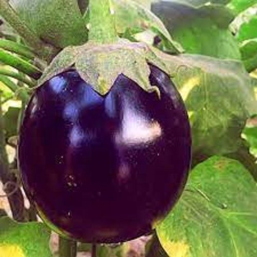 100 % Natural Fresh Yield Hybrid Rare Purple Brinjal Creamish And Spongy Texture