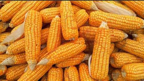 100 Percent Natural And Organic High In Protein Healthy Corn Maize 500 Gram