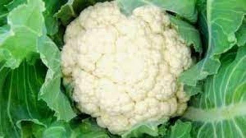 100 % Pure And Fresh Best Quality Cauliflower With Rich Aroma And Crisp Texture