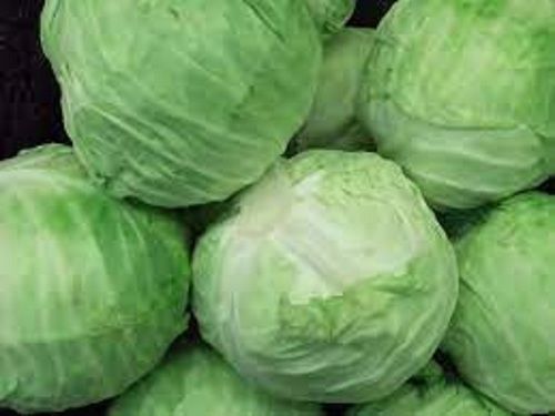 100 % Pure And Fresh Cabbage No Preservatives And Pesticide Free Crunchy Texture