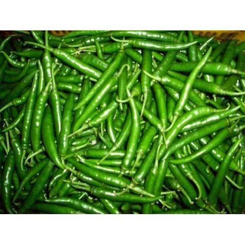 100 % Pure And Fresh Green Chillies Rich In Vitamin K, Spicy Texture Moisture (%): 75%