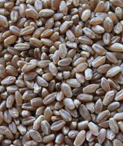 100 % Pure Red Spring Wheat Grains Seeds With High Protein And Good Source Of Fiber