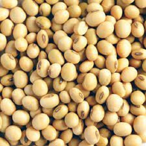 A Grade Pure And Natural, Colour Brown Organic Soya Beans, With Full Proteins Broken Ratio (%): 3%