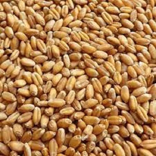 A Grade Pure And Natural, Organic Brown Colour Wheat Grain, With Full Proteins Foreign Particle (%): 80-90