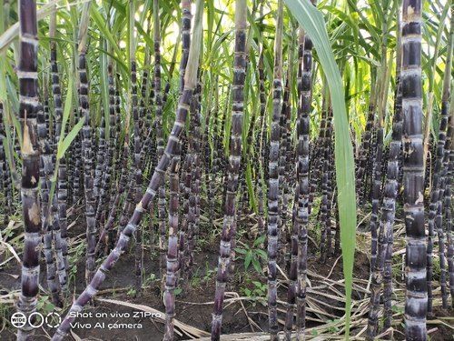 Black Great Source Of Dietary Fiber Potassium Magnesium And Vitamin B6 Sweet Sugarcane