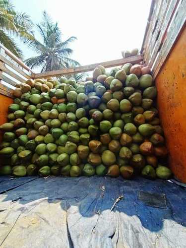 Green Coconut