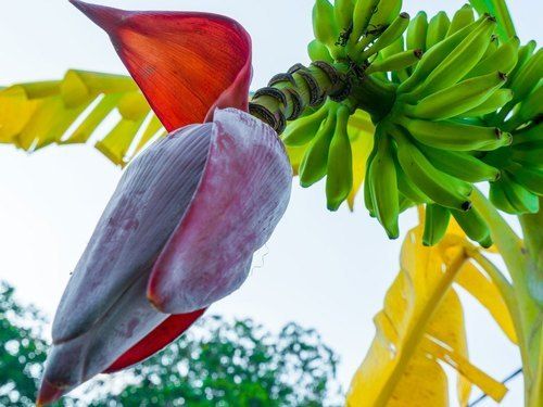 Herbal Supplement Natural And Fresh Banana Flower For Treat Indigestion Asthma And Other Respiratory Problems
