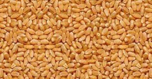 Improves Health Hygienic Prepared Free From Impurities Organic Brown Wheat Seeds