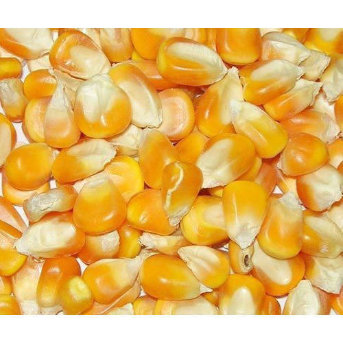 Rich In Vitamin C And B6 Magnesium And Zinc High In Fiber Dried And Organic Yellow Maize