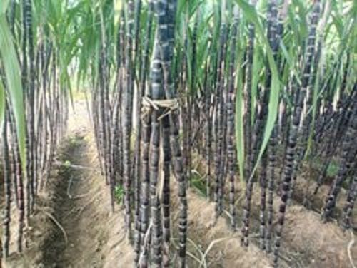 Rich Source Of Dietary Fiber Potassium And Vitamin C Healthy And Tasty Sugarcane