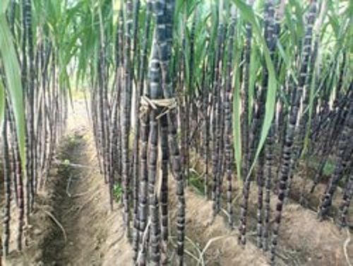 Black Rich Source Of Dietary Fiber Potassium And Vitamin C Healthy And Tasty Sugarcane