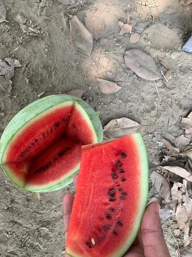 Water Melon