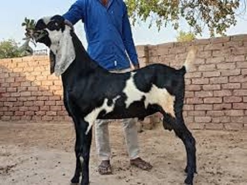 Highly Nutrition Enriched Black And White Live Goat, 5-7 Years And 7 Kg Weight Gender: Both