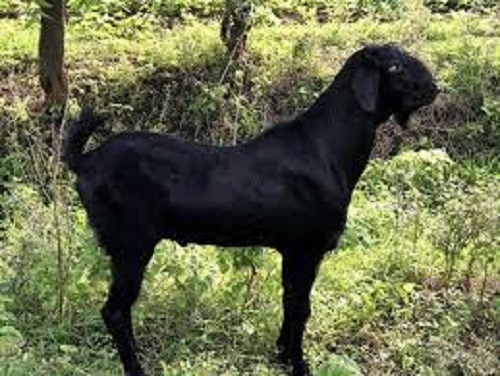 Highly Nutrition Enriched Black Live Goat, 5-7 Years And 10 Kg Weight Gender: Both