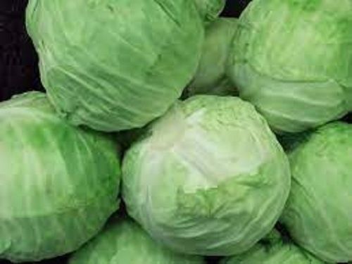  100% Natural And Healthy With No Artificial Color Fresh Green Cabbage For Cooking