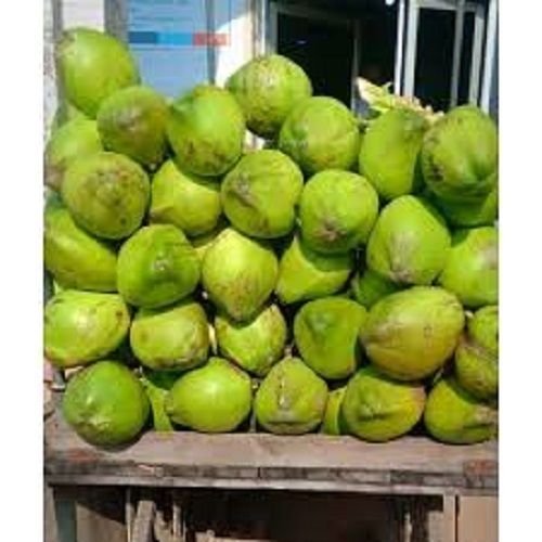 100% Natural And Fresh Green Coconut Water For Summers To Hydrate Your Body