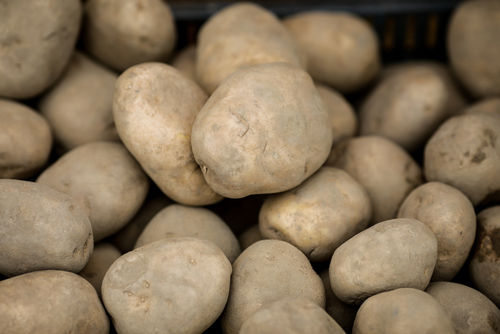 100% Natural And Healthy With No Artificial Color Fresh Potato For Cooking