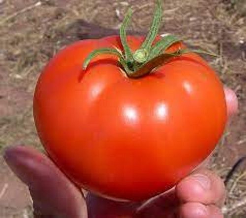 100% Natural And Healthy With No Artificial Color Fresh Tomatoes For Cooking