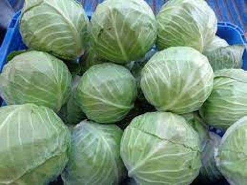 100 Percent Natural And Healthy With No Artificial Fresh Green Cabbage For Cooking