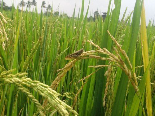 100 Percent Natural Pure Impurity Free White Color Healthy Paddy Raw Rice