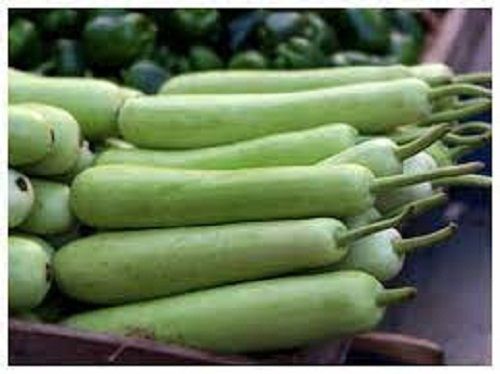 100 Percent Pure And Natural Fresh Green Bottle Gourd For Cooking Moisture (%): 17%