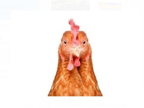Brown Color Ias Poultry Live Chicken, Weight As Per Requirement 