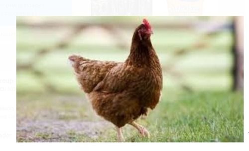 Brown Color Live Poultry Live Chicken, Weight As Per Requirement 