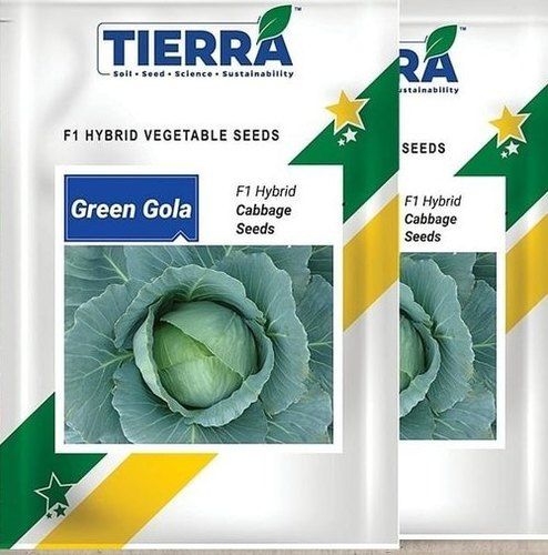 Hybrid Green Gola Cabbage Seeds Pack Of 10g For Agriculture Uses