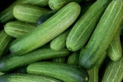 Nutrients And Vitamins Rich High Quality And A Grade Fresh Cucumber