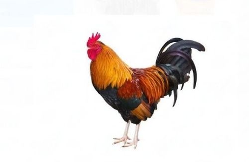 Poultry Rooster Live Chicken For Household And Restaurant 