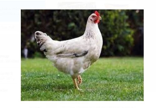 White And Black Color Sussex Live Chicken For Houses And Restaurant 
