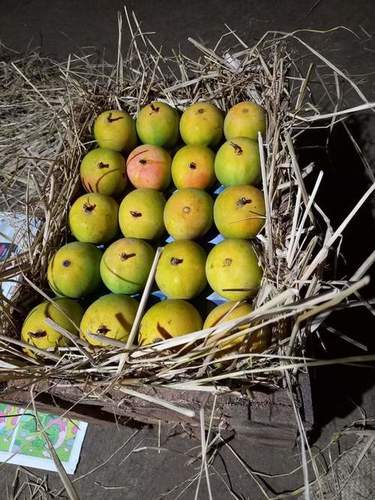 100% Fresh And Organic Green Totapuri Mango With Slightly Grassy Flavor