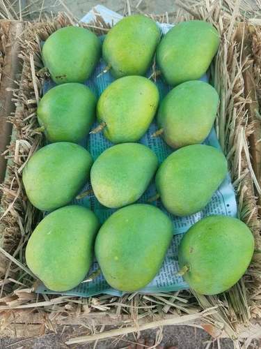 100% Fresh And Organic Natural Green Mango Export Quality With Sweet Taste
