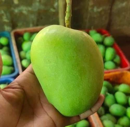 100% Natural And Farm Fresh Green Sweet Mango With Delicious Sweet Taste
