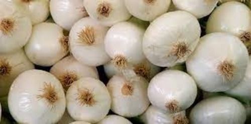 100 Percent Fresh And Natural White Onion For Vegetables Export Quality Wholesale Price