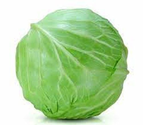 100 Percent Healthy Fresh and Natural Green Cabbage Rich in Vitamins and Nutrients