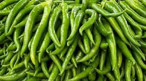 100 Percent Natural Fresh and Healthy Green Chilli Rich in Vitamins and Iron