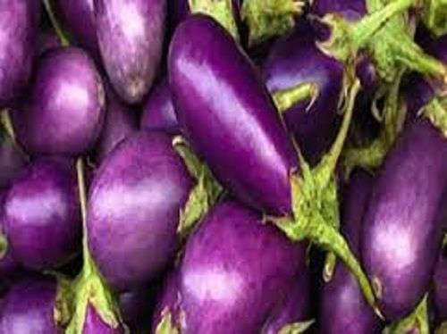 100 Percent Natural Fresh Healthy Purple Brinjal Rich In Many Nutrients