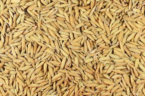 Easy to Grow Highly Effective Natural Brown PB 1718 Paddy Seed