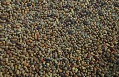 No Artificial Color Free From Impurities Natural Agriculture Dhaincha Black Seeds