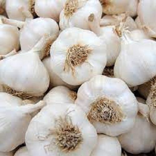  Organic Fresh White Garlic Without Pesticides Or Chemicals. And Health Benefits