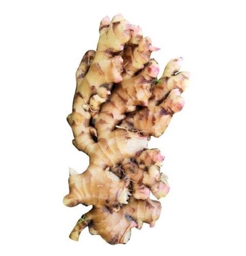 A Grade 100% Pure And Farm Fresh Raw Ginger For Cooking And Tea Moisture (%): 94%