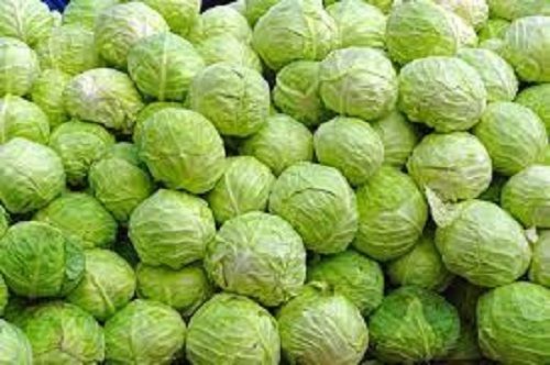 Fresh Green Round Cabbage Without Pesticides And Chemicals For Cooking Moisture (%): 17%