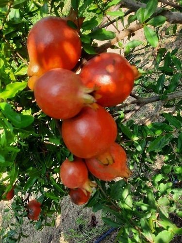 100% Natural And Organic Fresh Pomegranate Fruit For Good Health