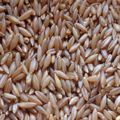 100% Organic Brown Color Bamboo Rice, Rich Source Of Dietary Fiber