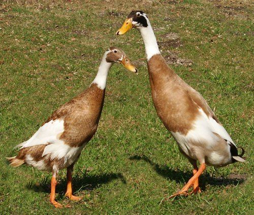 Black Brown And White Indian Runner Duck Farming