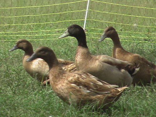 Healthy Black And Brown Duck Farming