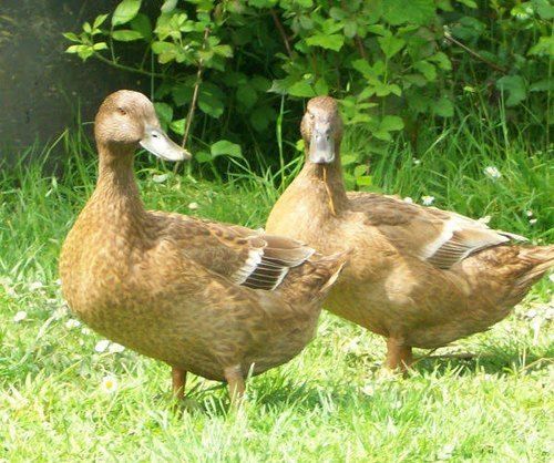 Healthy Brown Hybrid Duck For Farming