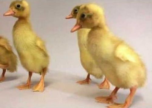 Healthy Lite Yellow Live Duck For Farming